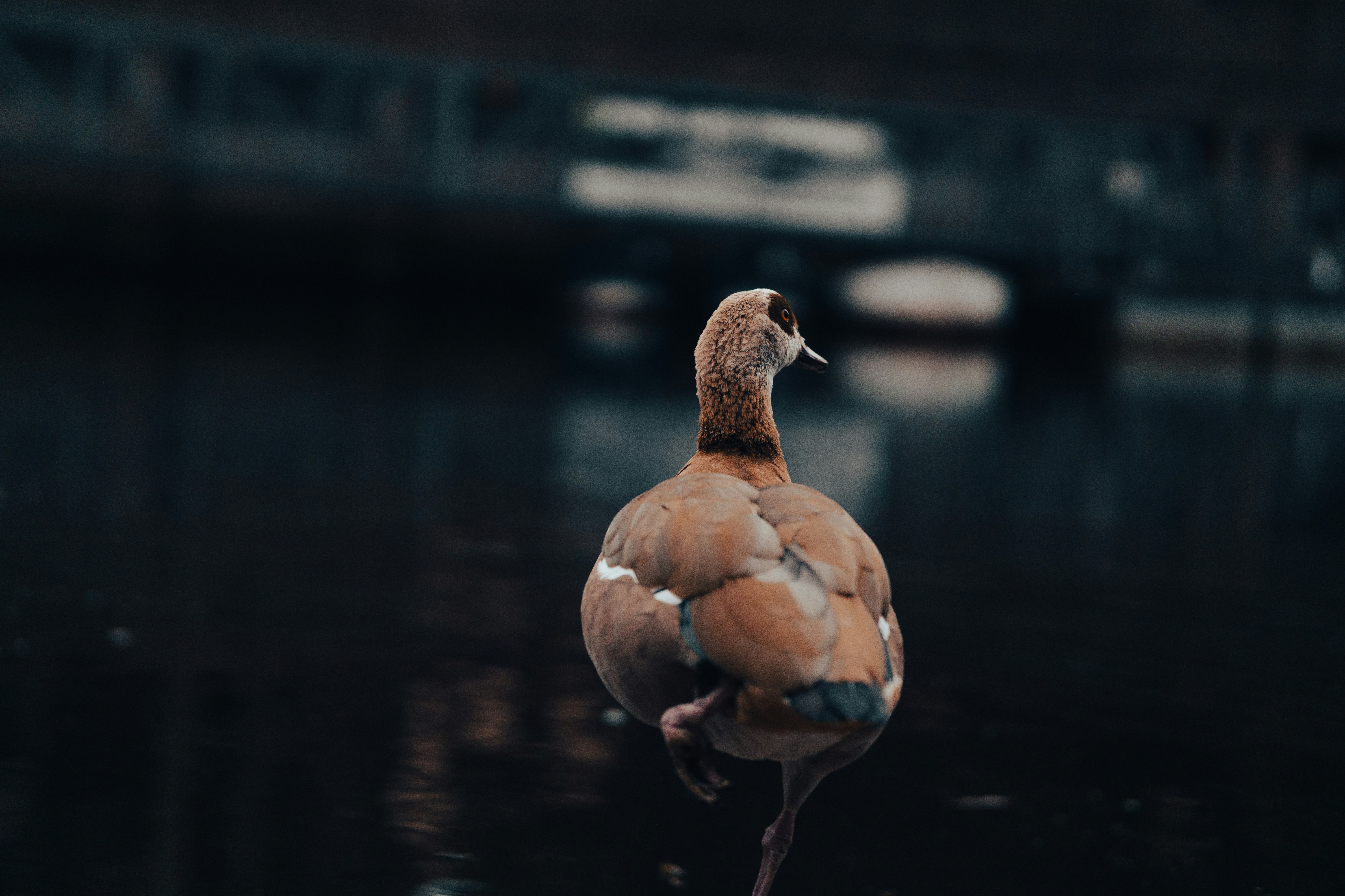 brown duck on water during daytime